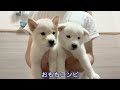 【柴犬 子犬】卒業の時を迎えた子犬たち＆最新情報