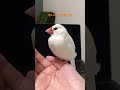 文鳥さんの可愛いあくび javasparrow