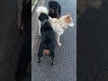 Savage husky runs up on two rottweilers part 1