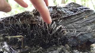 Xylaria hypoxylon releasing spores in slow motion