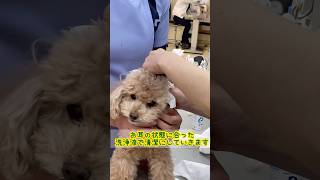 【🐶お耳トラブルが診察理由の上位って本当⁉️】垂れ耳さんのお耳そうじに密着#トイプードル