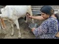 how to goat milk milking village style