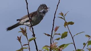 Common Whitethroat 2017 - Singing