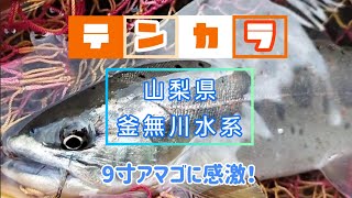 【山梨県釜無川水系】ヒレピン9寸アマゴに感激した日！　#テンカラ #渓流釣り #アマゴ