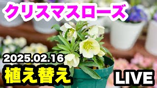 ■クリスマスローズ【植え替え】生中継！