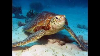 Great Barrier Reef er verdens største koralrev-system, det har en bred vifte af livet.