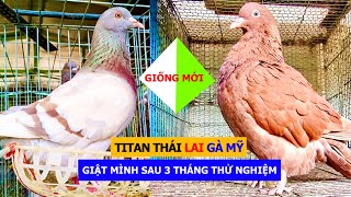 Điều chưa ai làm: Cho Bồ câu Titan Thái lai với bồ câu Gà Mỹ sẽ có con 