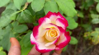 Double Colour Rose Plants in our garden / Tamil