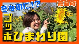 【熊本女子旅】 冬でもひまわりを楽しめる！？ゴッホひまわり園で冬のひまわりを楽しむ！【熊本観光】