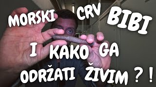 MORSKI CRV BIBI I KAKO GA ODRŽATI ŽIVIM ?!?