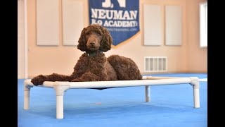 Tuzo (Standard Poodle) Puppy Camp Dog Training Video Demonstration