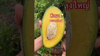 อะโวคาโด พันธุ์คิวบา ลูกใหญ่เนื้อเยอะสุดๆ🥑 #avocado #อะโวคาโด #ผลไม้ #คิวบา #เกษตรผสมผสาน #อร่อย