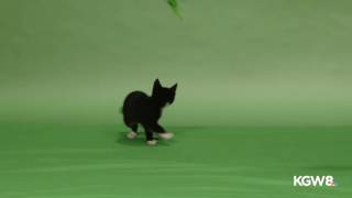 A Kitten's Amazing Gymnastics Floor Routine