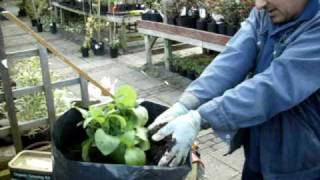 Looking after potato plants.AVI