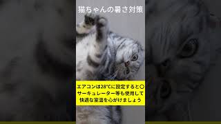 夏に向けて猫ちゃんの暑さ対策しよう #shorts