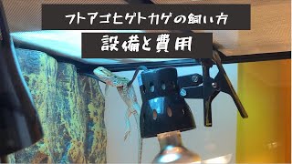 『爬虫類』フトアゴヒゲトカゲの飼い方（設備と費用）