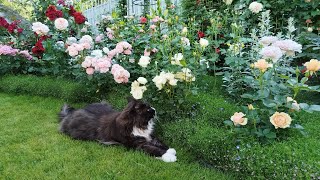 Ещё раз о милых подружках для роз в Саду Двух Котов 🐈🌹🐈‍⬛