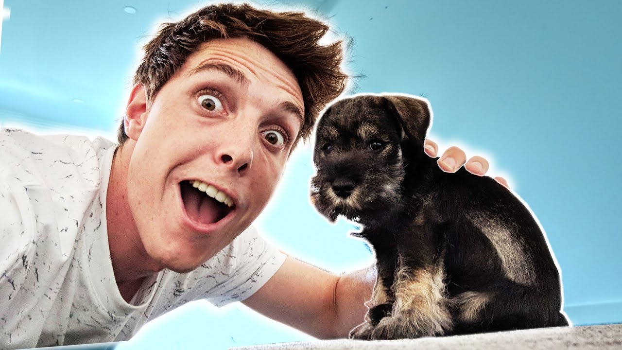 I Got A New Puppy Youtube