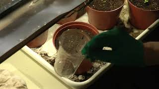 Transplanting petunias