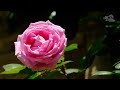 薔薇 ハイジの村 2023 北杜市 4k rose ｜山梨観光スポット