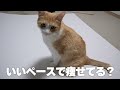 ロビンのダイエットのため猫用の体重計を購入！ 猫たち全員の体重を測ってみたら驚きの結果が出ました…