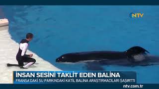 Su parkındaki katil balina araştırmacıları şaşırttı