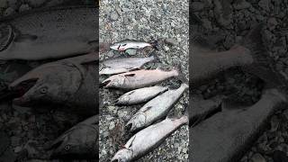 帝王鲑爆钓了chinook salmon，we limited out！#fishing #wildcaughtsalmon #salmonfishing #chinooksalmon