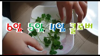 부천 상동호수공원 에서 찾은 여섯잎 클로버, 다섯잎 클로버, 네잎 클로버(6 leafed Clover, 5 leafed Clover, 4 leafed Clover)