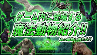 【ホグワーツレガシー】最新情報！ゲーム内に登場する魔法動物を徹底紹介＆映画情報を交えながら実況プレイ解説！【Hogwarts Legacy】