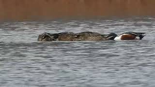 ハシビロガモの渦巻き採食1