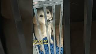 今日在大院的宝贝们 Dog rescue in China 20210107