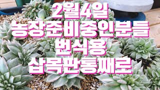 2월4일🌈농장준비중인분들#삽목판통째#번식하세요#금다육이 #다육이도매