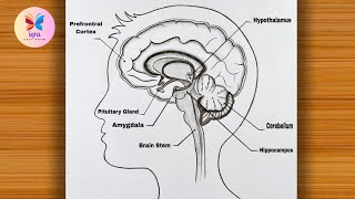 Human Brain Diagram Easy || How to Draw Human Brain Labelled Diagram for beginners || Brain Drawing