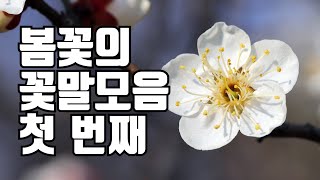 봄꽃 꽃말 모음 1탄! / 매화, 산수유, 개나리, 진달래, 목련, 수선화, 벚꽃, 복사꽃, 복수초, 민들레꽃말