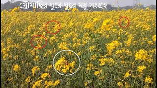 হলুদ ফুলের রাজ্য থেকে মৌমাছি ঘুরে ঘুরে মধু সংগ্রহ করে দেখুন | সরিষা ফুল | Mastered Flower | Sorisha