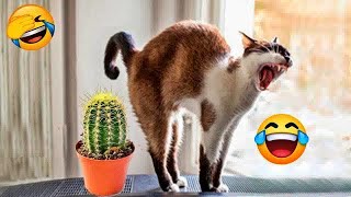 You Laugh You Lose🥳🙀🐈Funniest Dogs and Cats 2025😛