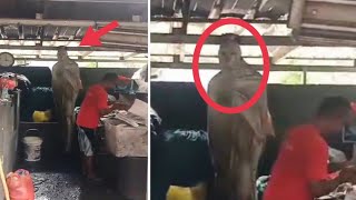 BAPAK INI KERJA DI TEMANI POCONG ! 10 PENAMPAKAN HANTU TERJELAS DAN SERAM YANG ADA DI DUNIA