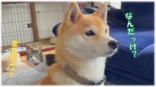 バナナと猫を追いかけて運動不足を解消する柴犬はこちらです