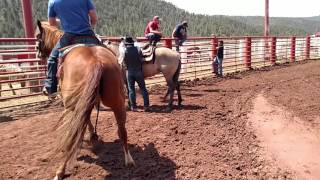 Grulla horse