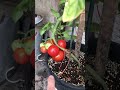 Tomatoes on the Vine. (Dawson Farms). Lunken Farmers Market.