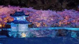 龍野城夜桜散歩