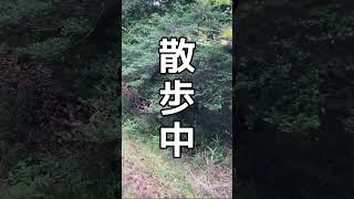 【散歩中】蜂の巣!?と思って近づいてみると... #shorts