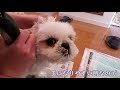 【寝落ち寸前 】シーズー犬もなちゃんを自宅でセルフトリミング♪【shihtzu】