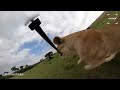 curious lion steals gopro and takes it for a joyride