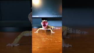 Leopard gecko scream #shorts #viral #animals #leopardgecko #gecko #funny #trending #farmanimals