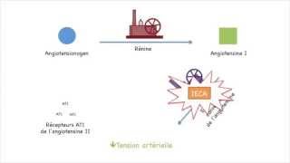 Les médicaments contre l'hypertension: les IECAs et les ARAs