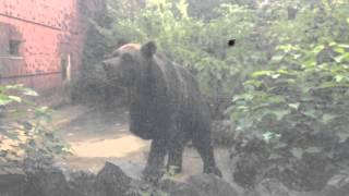 大きなクマが散歩中（名前わすれました）【東山動物園】