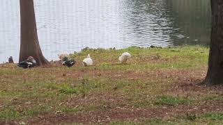 Pekin Duck Preens Belly \u0026 Flaps, White Muscovy Duck Wags Tail \u0026 Muscovies \u0026 Pekin Freezing by Lake!