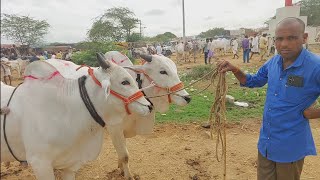 దేవరకద్ర సంతలో సేద్యపు ఎద్దుల ధరలు  | Devarakadra Bull market in Telangana ‎@purnafarms 