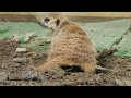 ミーアキャット穴掘り20220616 meerkats are good hole diggers.